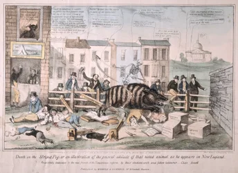 Tod auf dem gestreiften Schwein, 1839